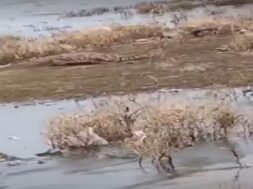 crocodile