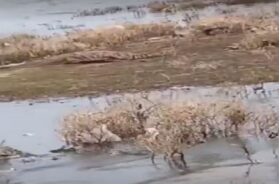 crocodile