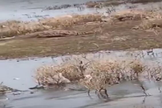 crocodile