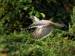 indian grey bird