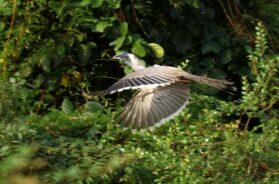 indian grey bird
