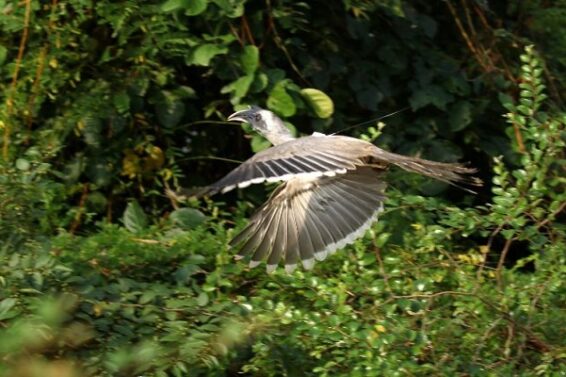 indian grey bird