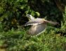 indian grey bird