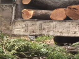 tree cutting