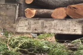 tree cutting