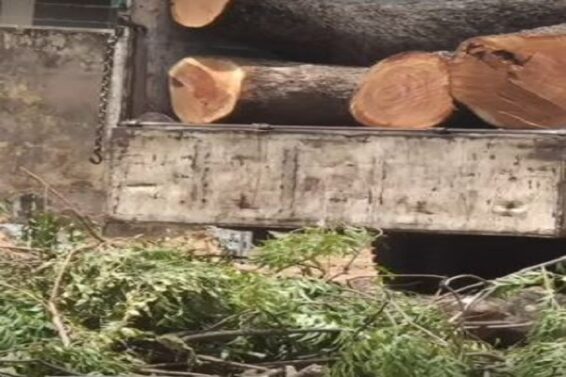 tree cutting