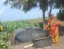 Gobar gas