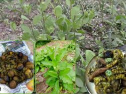 The plant of our Gujarat called Chamchadmar, Blumia lacera, is an aromatic herb