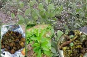 The plant of our Gujarat called Chamchadmar, Blumia lacera, is an aromatic herb