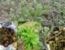 The plant of our Gujarat called Chamchadmar, Blumia lacera, is an aromatic herb