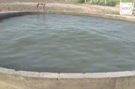 A well in Virparada village near Morbi shook like ocean waves