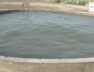 A well in Virparada village near Morbi shook like ocean waves