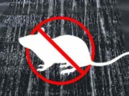 glue tape to catch mice