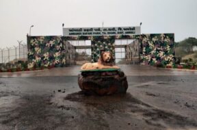 lion park, Aambaradi