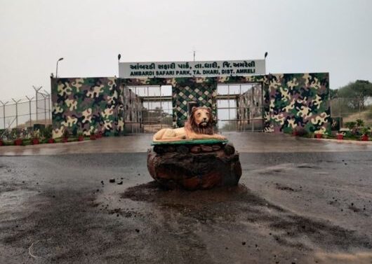 lion park, Aambaradi