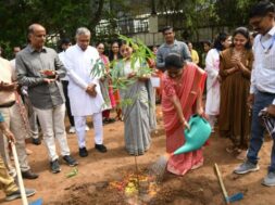 tree plantation