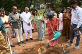 tree plantation