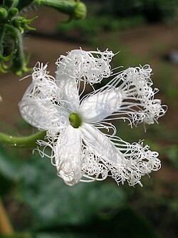 ઉઘડવાની પ્રક્રિયામાં પુષ્પની પાંખડીઓ
