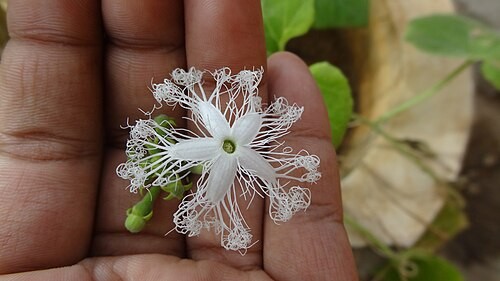 પુષ્પ કળી અને પુષ્પ.