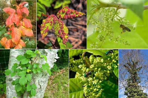 Today's Plant: *Hedera helix* (English Ivy), Family: Araliaceae

Ayurveda, Health, Indian system of treatment, Traditional healing method, Herbal therapy