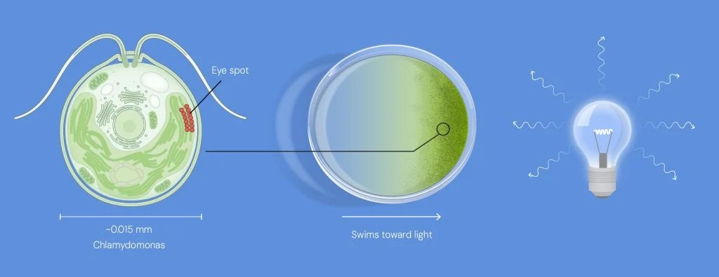A switch to turn the brain on and off using light: Optogenetics