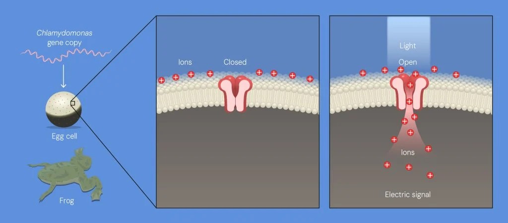 A switch to turn the brain on and off using light: Optogenetics