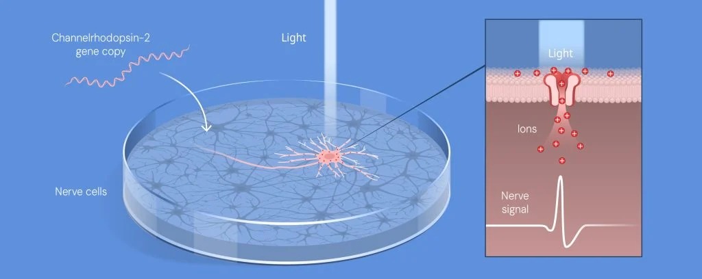 A switch to turn the brain on and off using light: Optogenetics