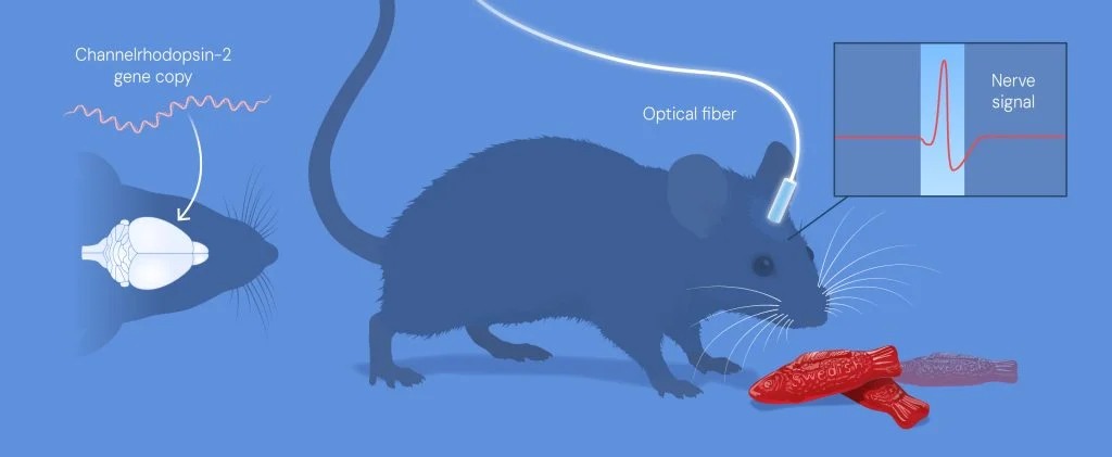 A switch to turn the brain on and off using light: Optogenetics